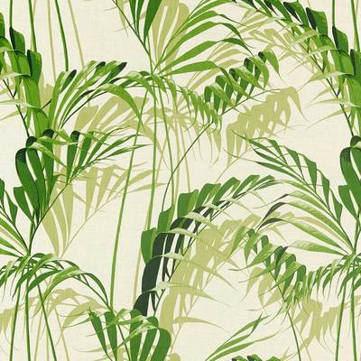 Palm, house Botanical green